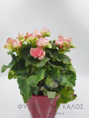 Μπιγκόνια Ελάτιορ (Begonia elatior)  – Ανθοφόρο Φυτό Εσωτερικού Χώρου - 2